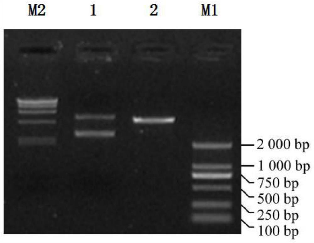 Recombinant vector CTE528, and construction method and application thereof