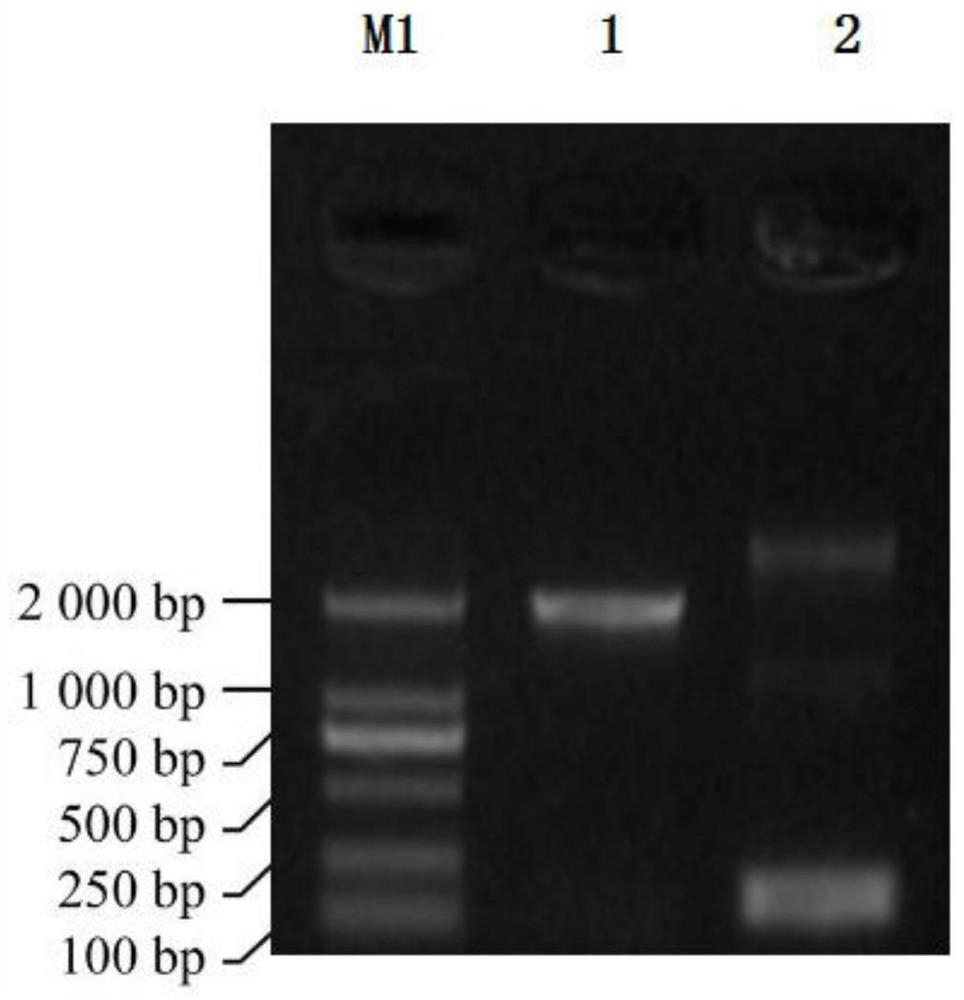 Recombinant vector CTE528, and construction method and application thereof