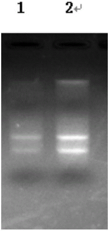 DNA fragment with promoter function and use thereof