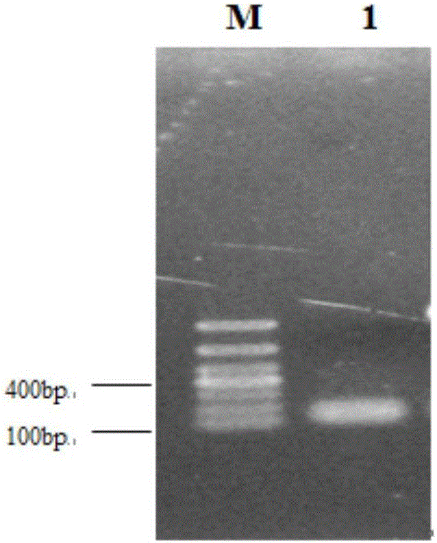 DNA fragment with promoter function and use thereof