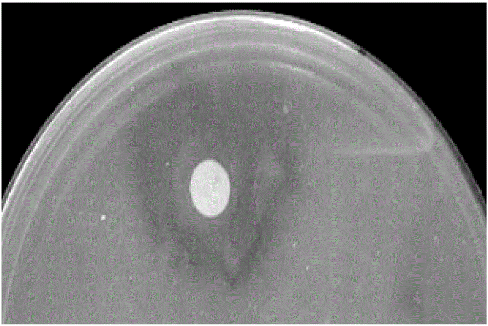 Marine bacterium capable of antagonizing pathogenic vibrio splendidus and application of marine bacteria