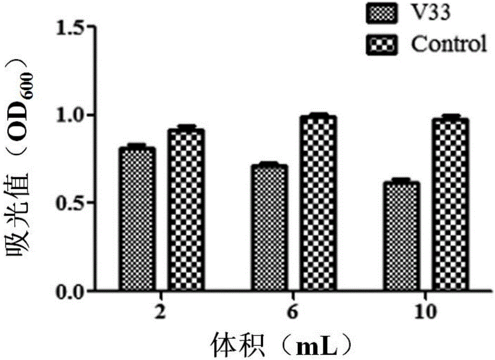 Marine bacterium capable of antagonizing pathogenic vibrio splendidus and application of marine bacteria