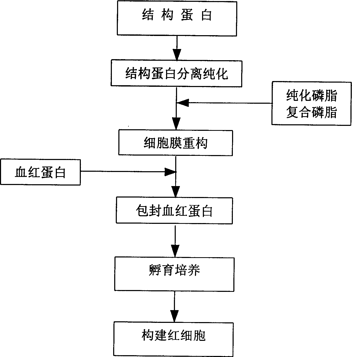 In vitro reconstituted human erythrocyte, its preparation and application in blood substitute material