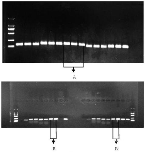 Application of rotenone in activating activities of ietalurus punetaus nuclear receptor PXR and cytochrome enzyme CYP3A