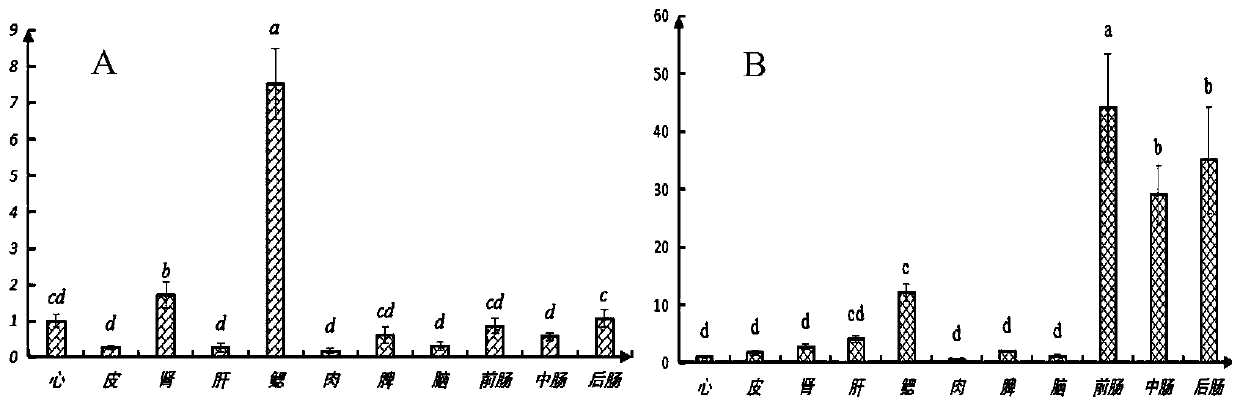 Application of rotenone in activating activities of ietalurus punetaus nuclear receptor PXR and cytochrome enzyme CYP3A