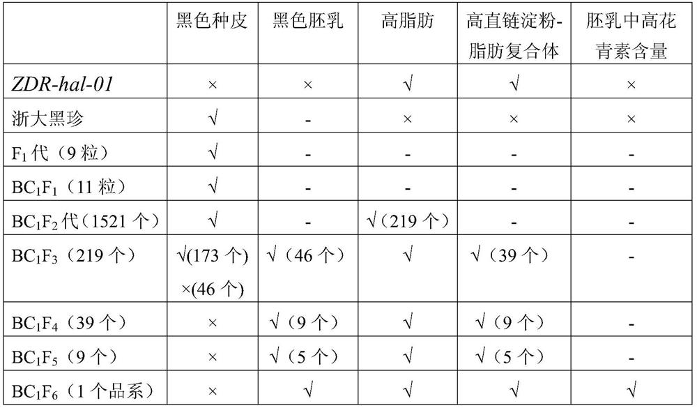 A kind of breeding method of black endosperm high anthocyanin rice