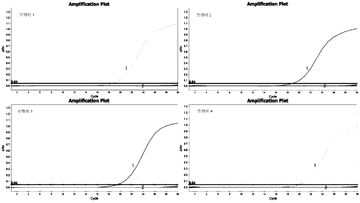 Real-time fluorescent PCR method for detecting mycobacterium avium and application of primer pairs