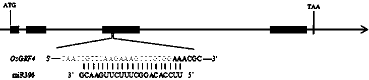 Method for relieving miRNA inhibition function to promote target gene expression