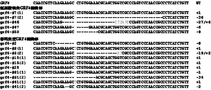 Method for relieving miRNA inhibition function to promote target gene expression