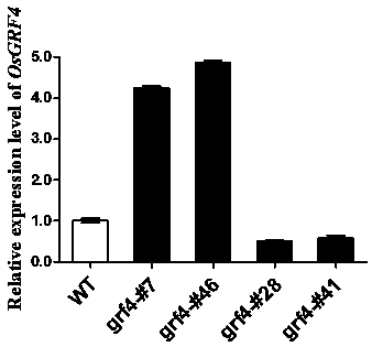 Method for relieving miRNA inhibition function to promote target gene expression