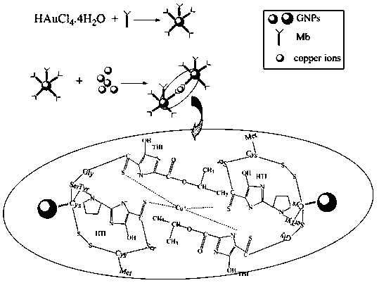 Copper ion detection method based on methanobactin functional gold nanoparticles