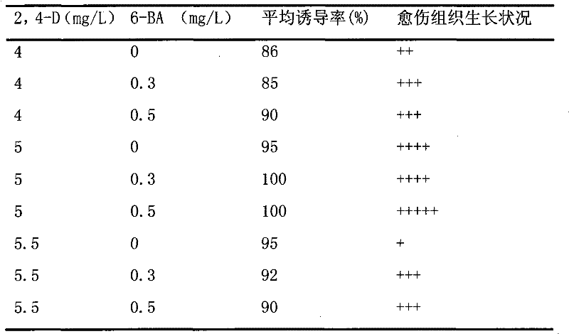 Induction method of rosa chinensis receptacle callus tissues