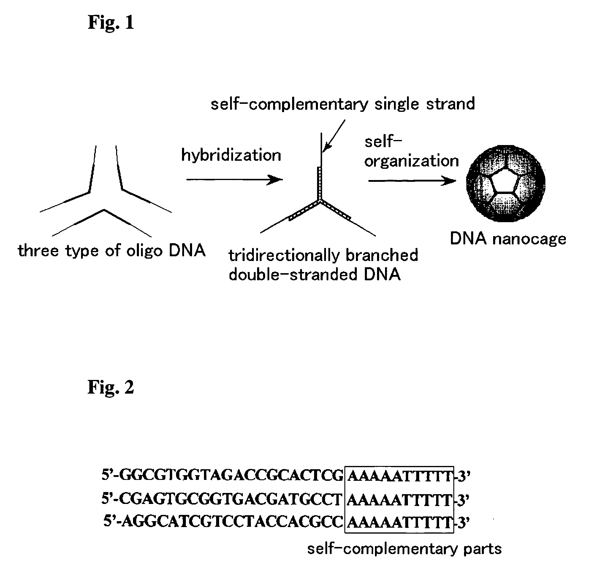Dna nanocage by self-organization of dna and process for producing the same, and dna nanotube and molecule carrier using the same