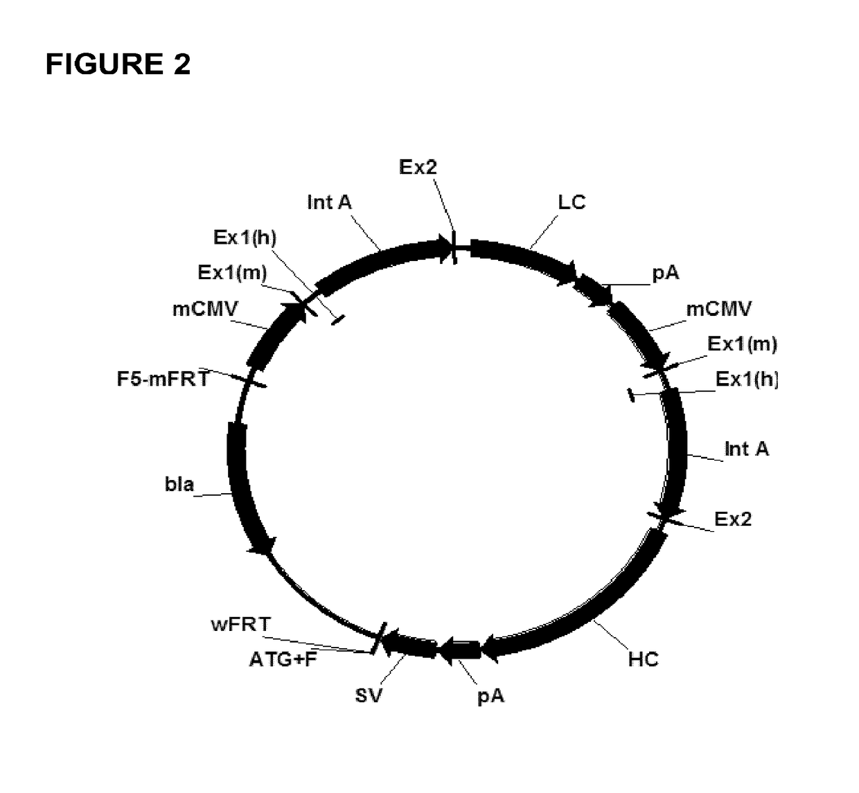 Expression vectors comprising chimeric cytomegalovirus promoter and enhancer sequences