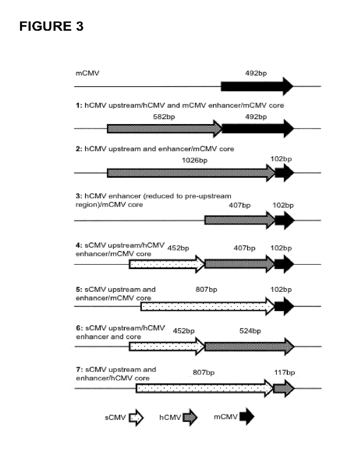 Expression vectors comprising chimeric cytomegalovirus promoter and enhancer sequences