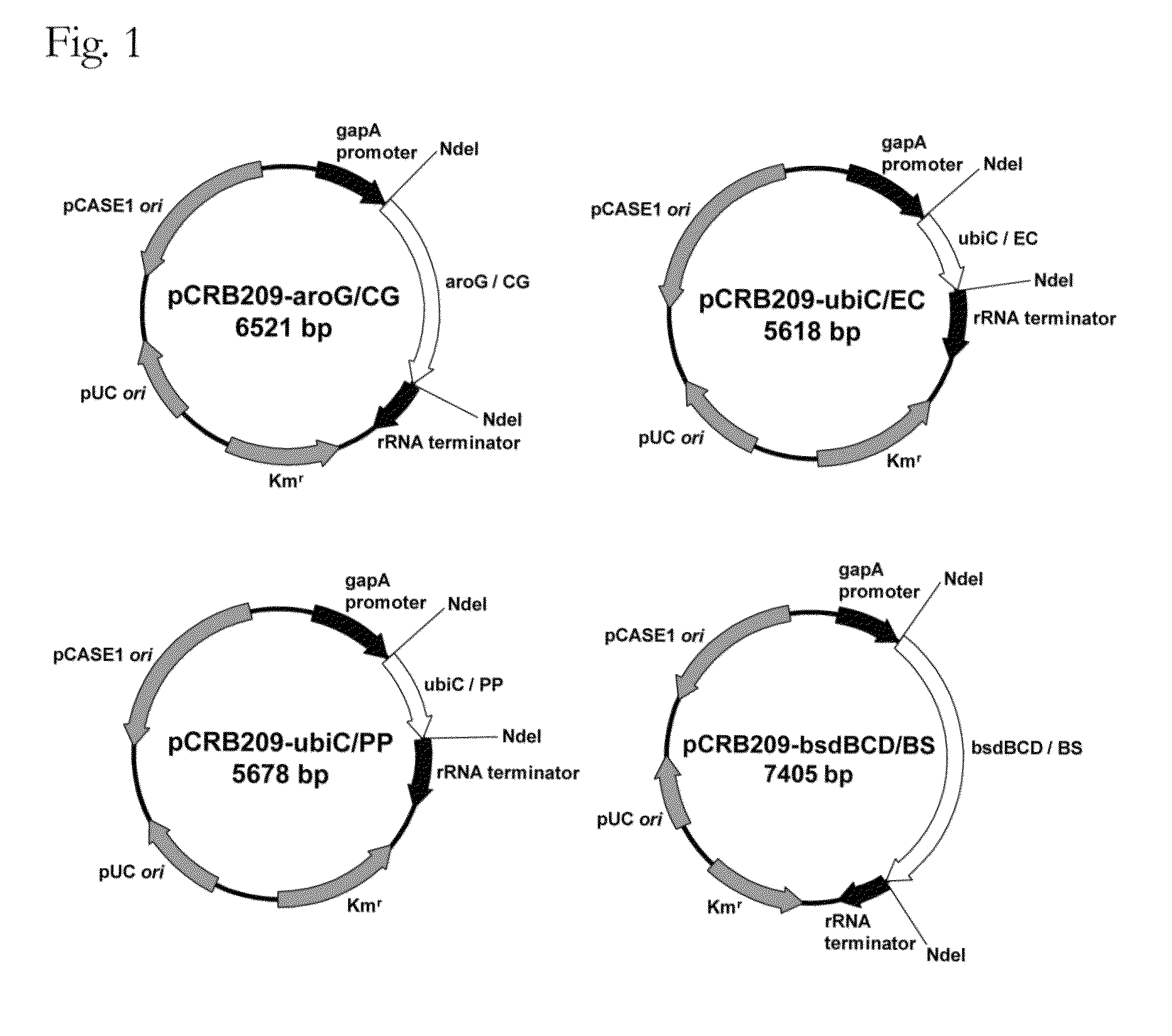 Coryneform bacterium transformant and process for producing phenol using the same