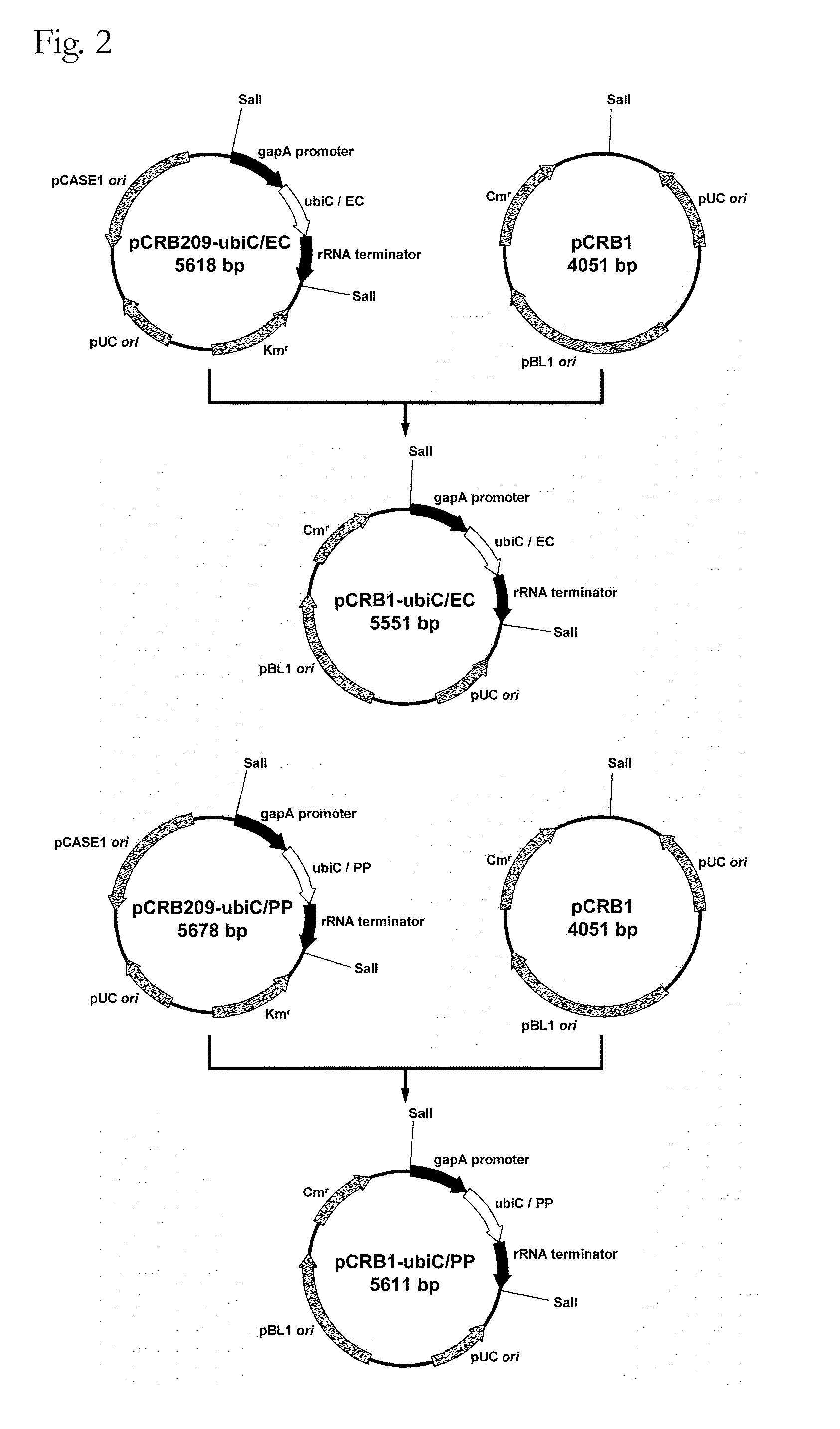 Coryneform bacterium transformant and process for producing phenol using the same