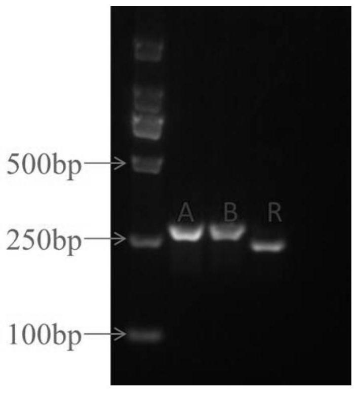 Molecular Identification of Cytoplasmic Male Sterility Restorer Gene in Cotton Trifida
