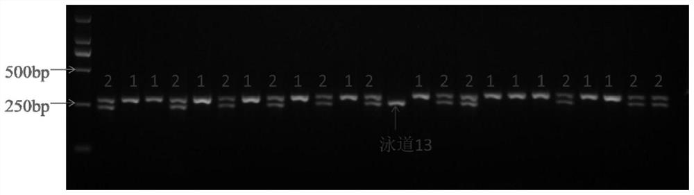 Molecular Identification of Cytoplasmic Male Sterility Restorer Gene in Cotton Trifida