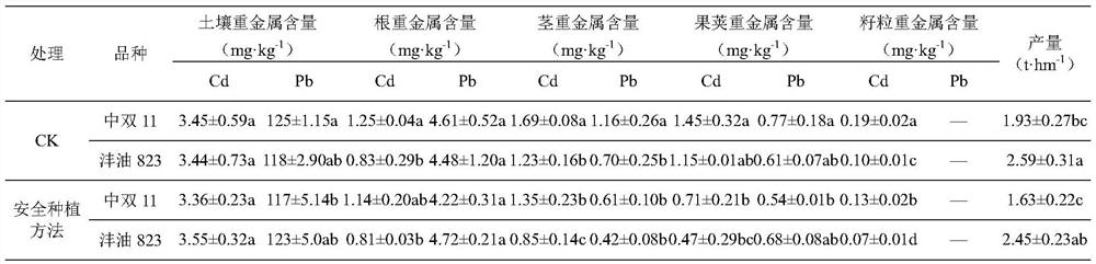 Safety production method for crop rotation planting of sweet potatoes and oilseed rapes in heavy metal polluted farmland