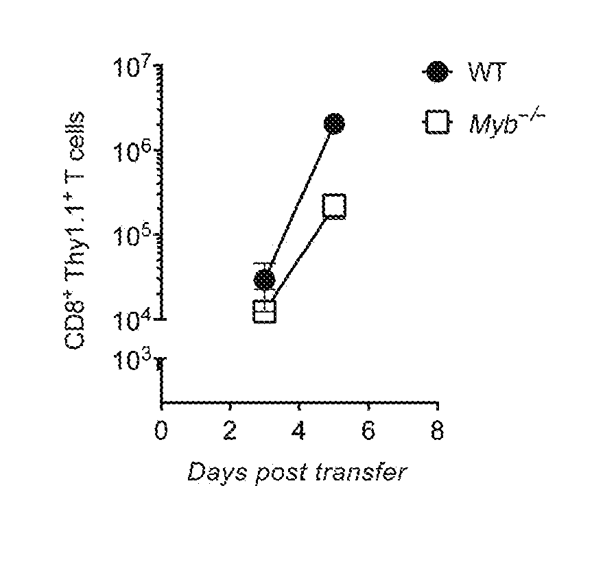 T cells modified to overexpress c-myb