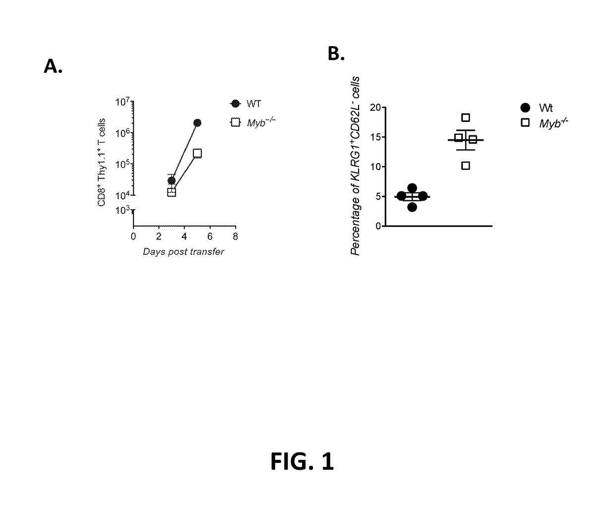 T cells modified to overexpress c-myb