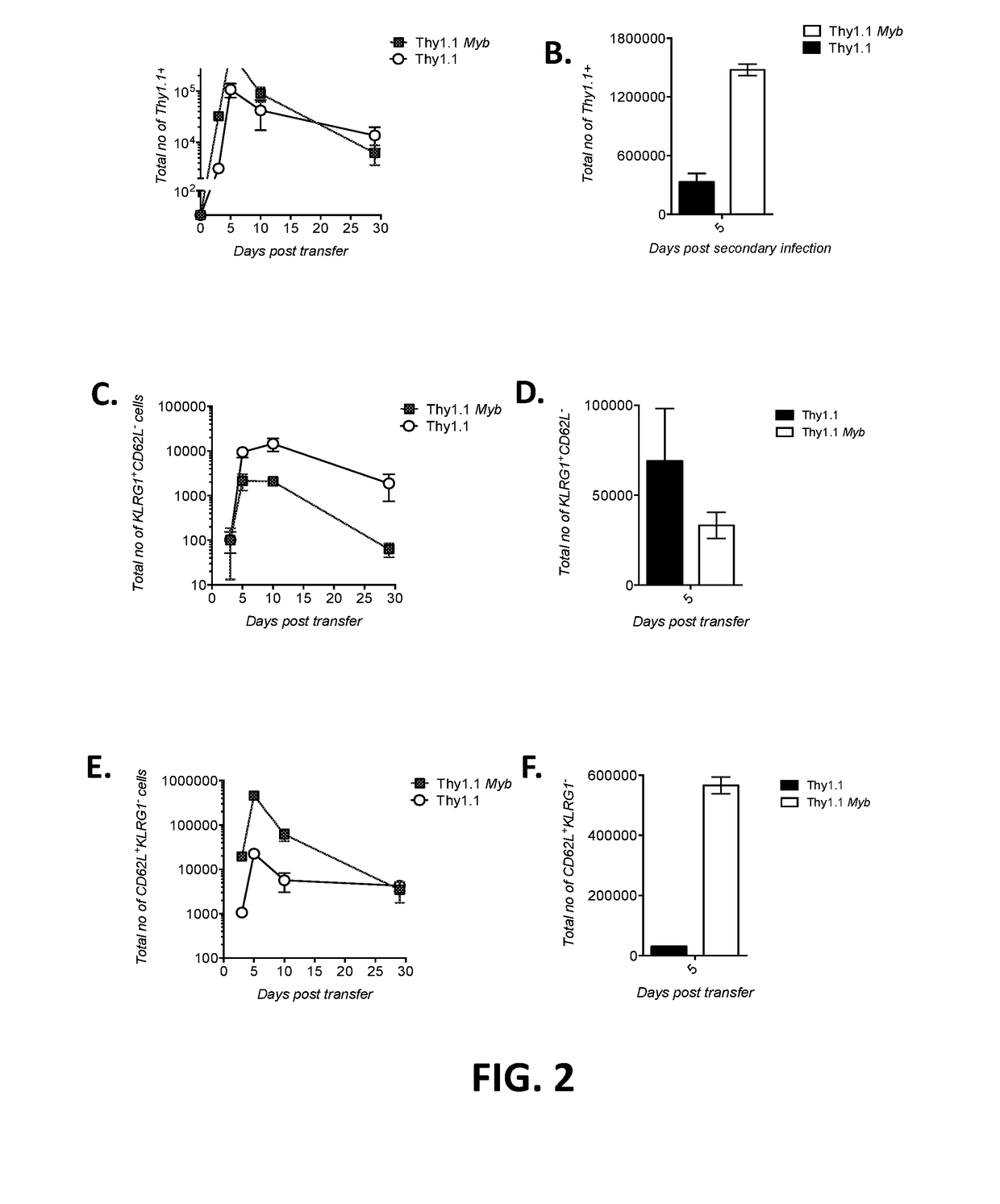 T cells modified to overexpress c-myb