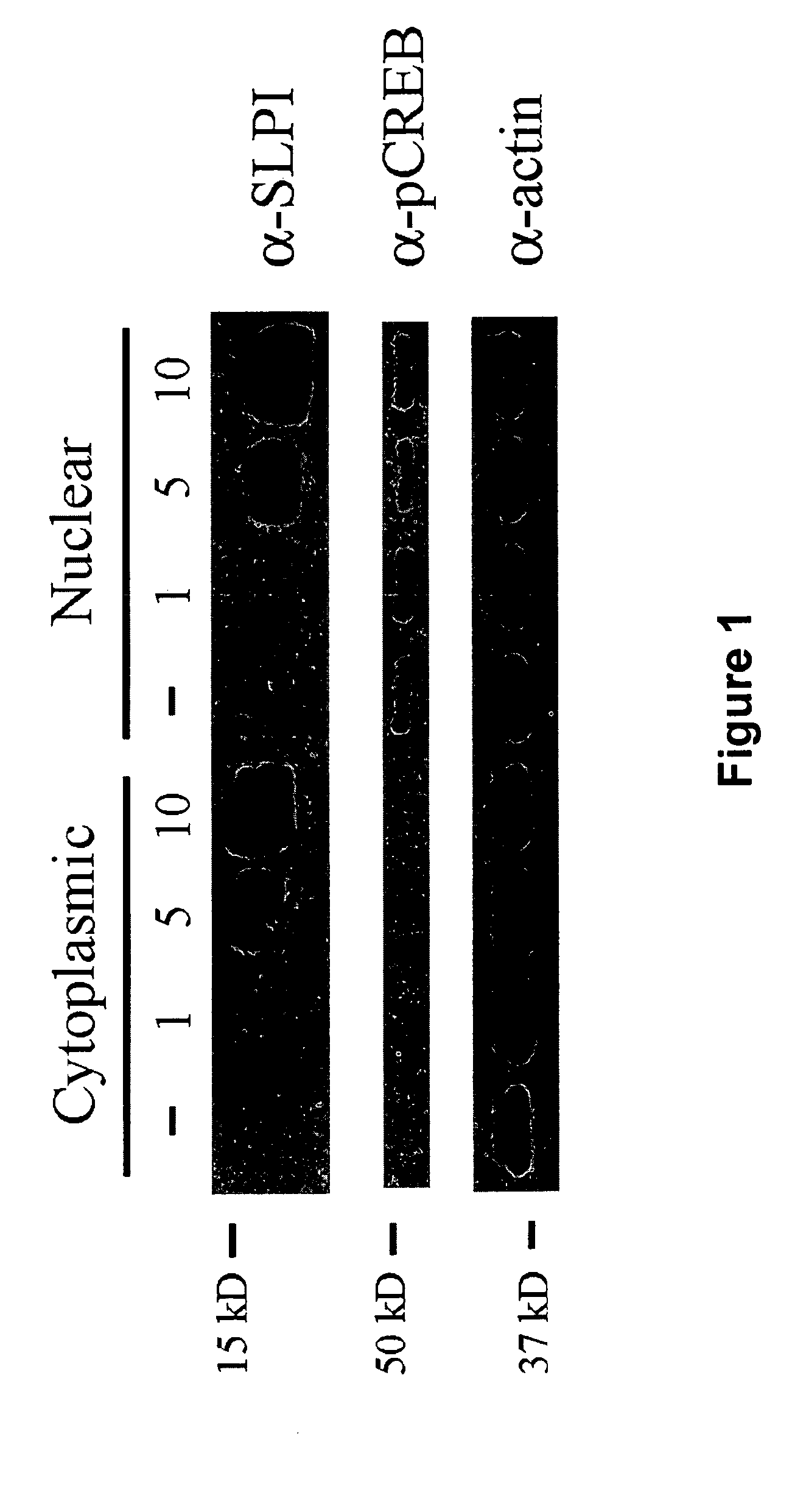 Novel protein transduction domains derived from secretory leukocyte protease inhibitor