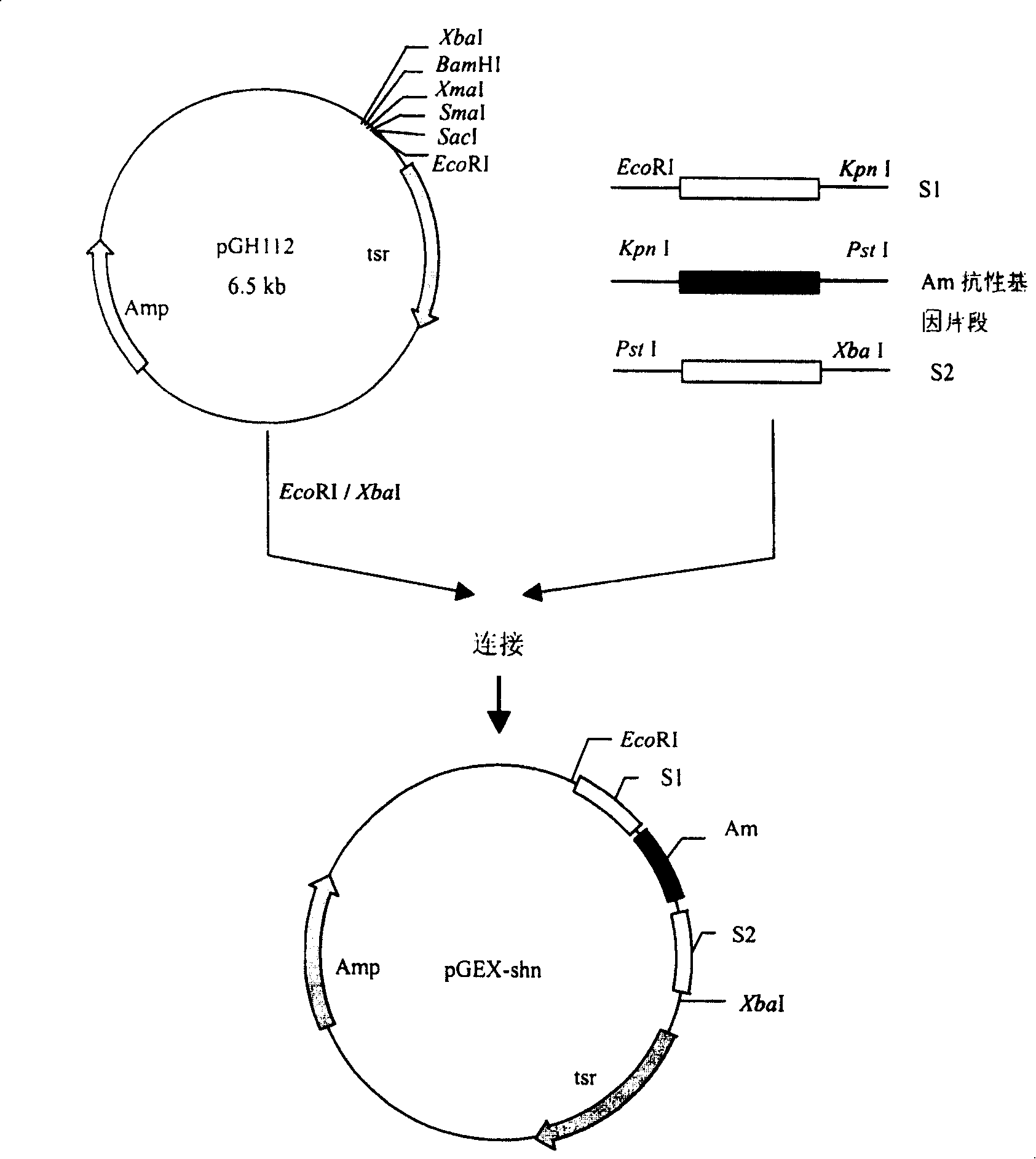 Construction of geldanamycin gene engineering high yield strain