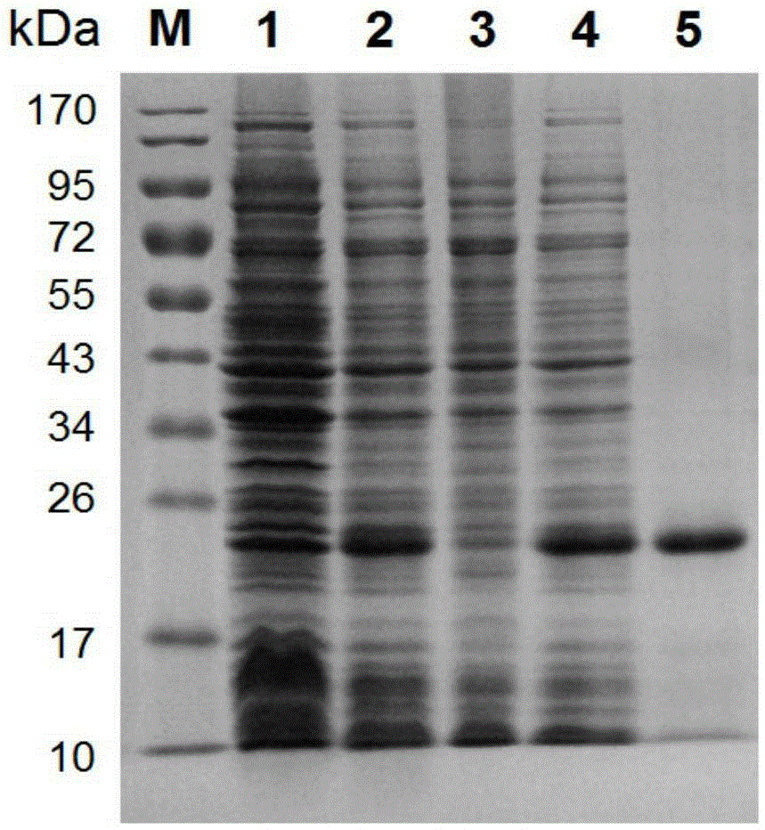 Schistosoma japonicum katsurada recombinant protein SjSAPLP4 as well as encoding gene and application thereof