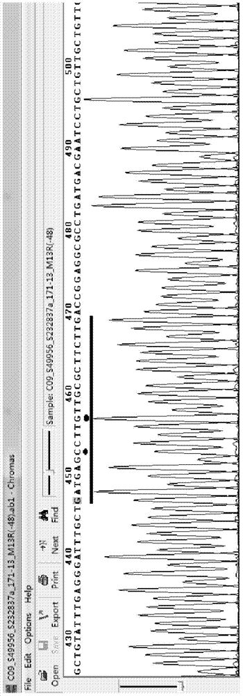 A kind of vibrio cholerae analysis typing kit