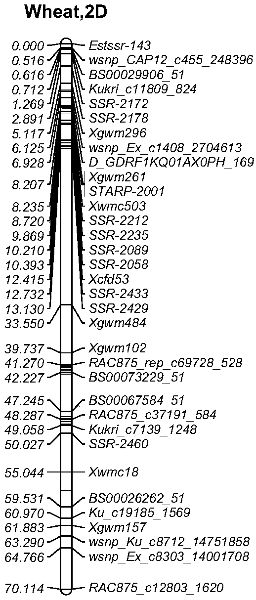 Molecular marker closely linked with wheat stem height and spike length character major QTL and application thereof