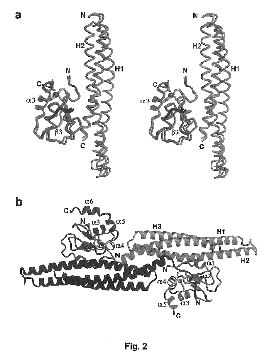 Compositions and method for regulating apoptosis