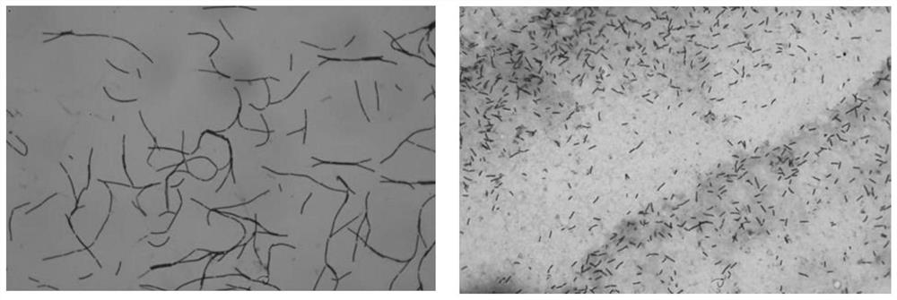 Preparation process of lactobacillus bulgaricus powder with high fermentation activity