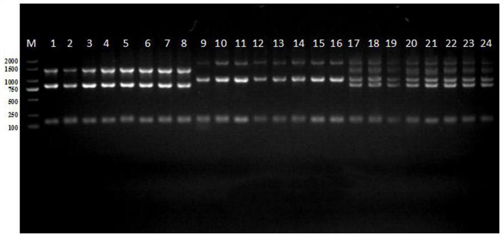 Specific primer and method for identifying takifugu obscurus, takifugu rubripes and hybrid takifugu fluviatilis