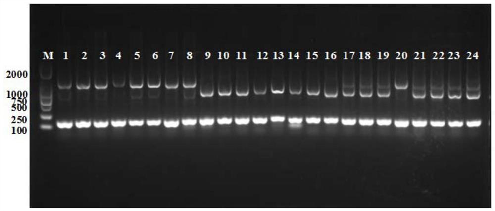 Specific primer and method for identifying takifugu obscurus, takifugu rubripes and hybrid takifugu fluviatilis