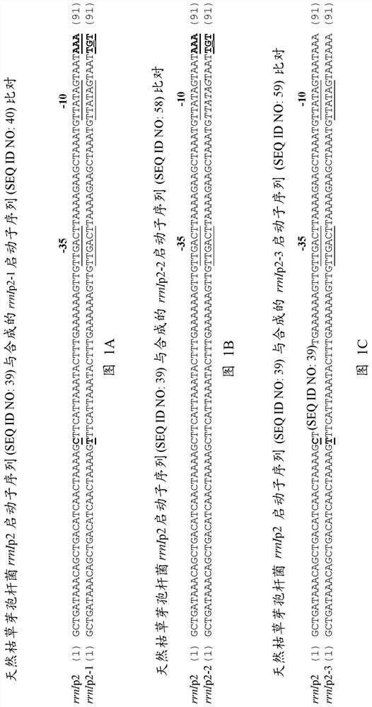 Novel promoter sequences and methods thereof for enhanced protein production in bacillus cells