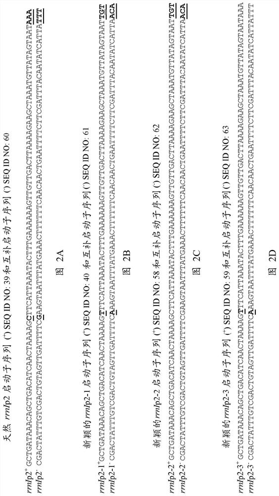 Novel promoter sequences and methods thereof for enhanced protein production in bacillus cells