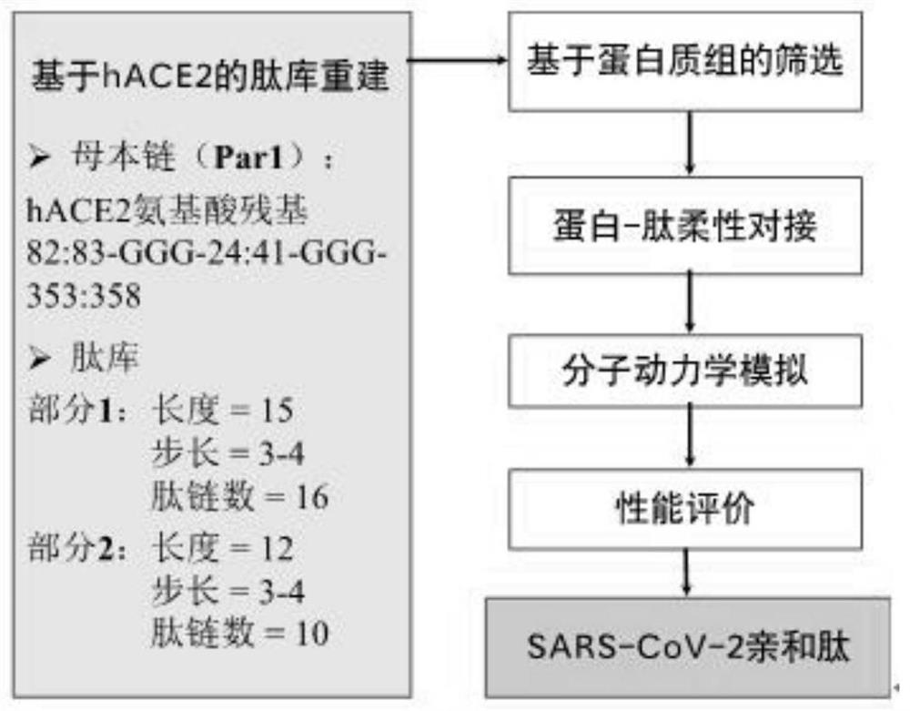 Severe acute respiratory syndrome coronavirus 2 affinity peptide based on human angiotensin-converting enzyme 2