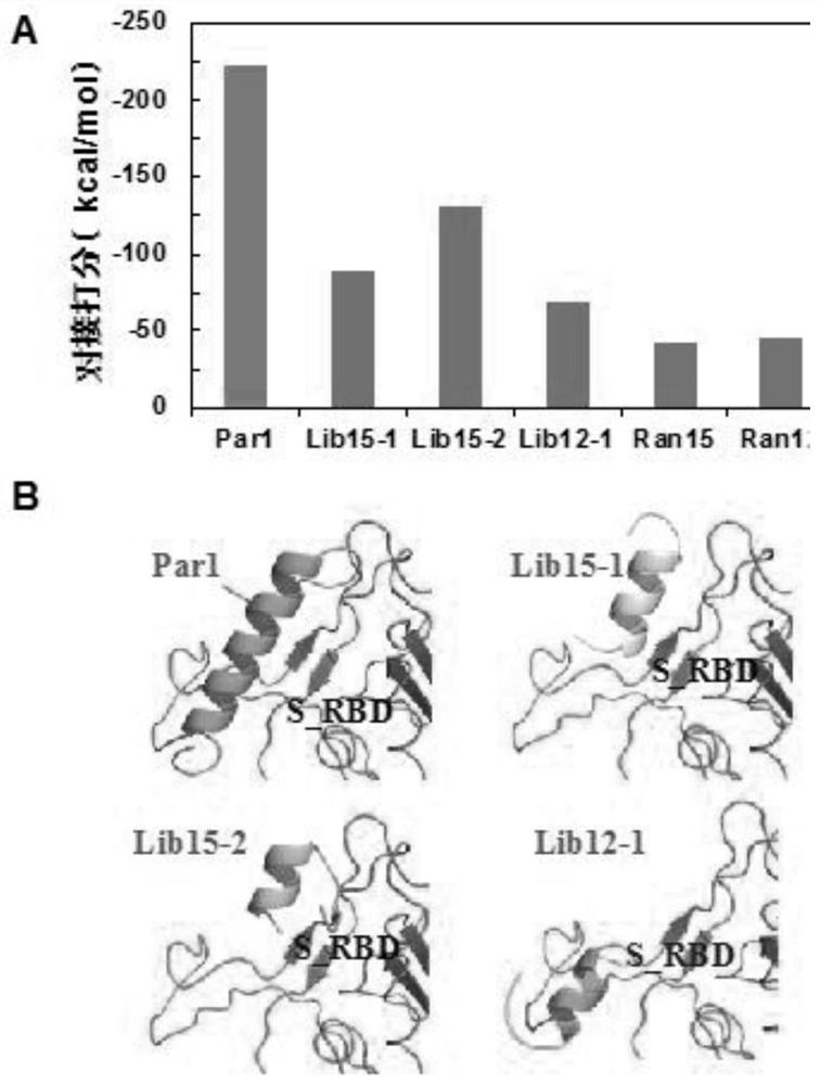 Severe acute respiratory syndrome coronavirus 2 affinity peptide based on human angiotensin-converting enzyme 2