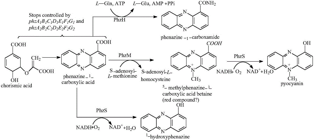 Genetic engineering strain for producing 1-hydroxyphenazine as well as preparation method and applications of genetic engineering strain