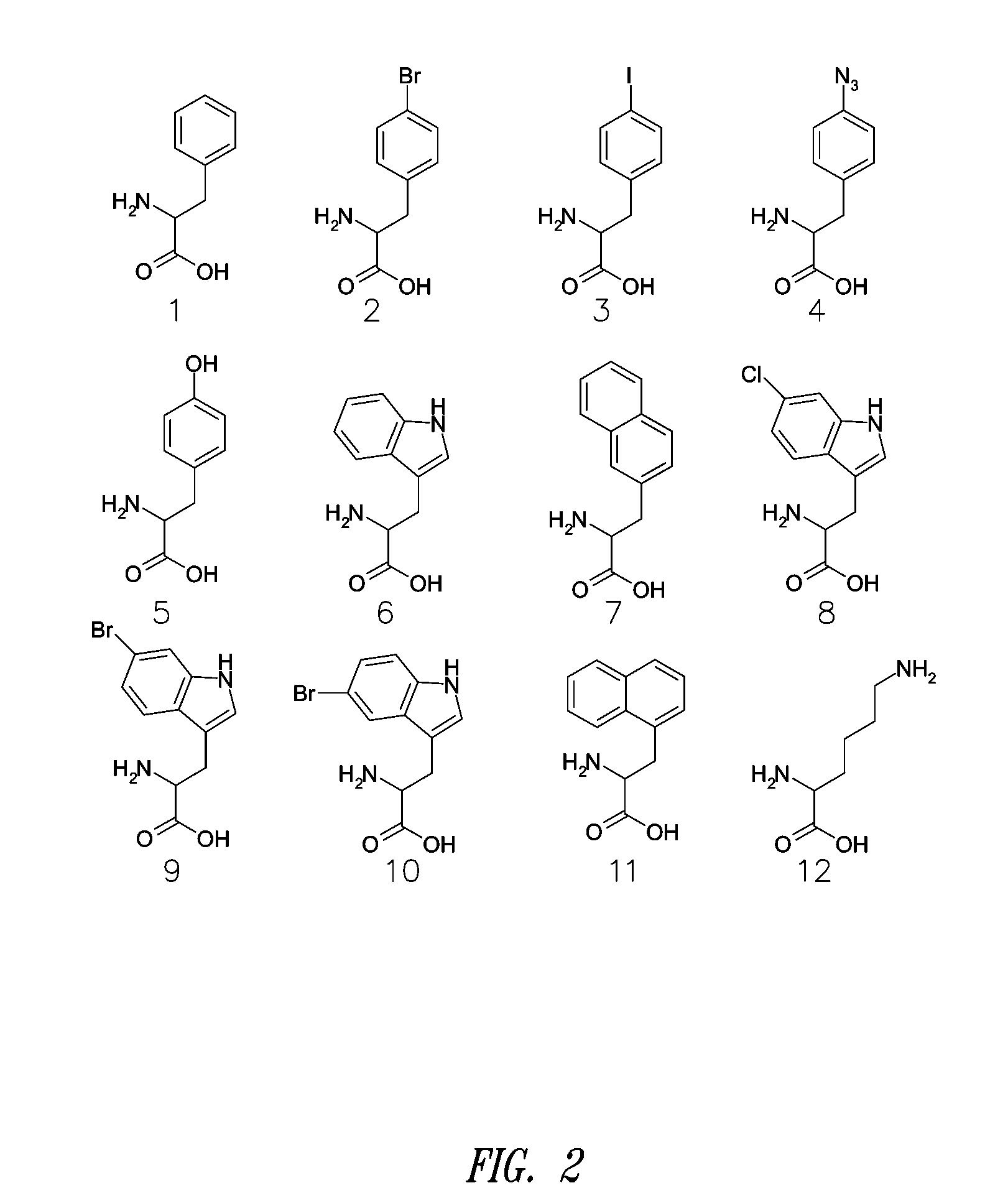 Site-specific incorporation of amino acids into molecules