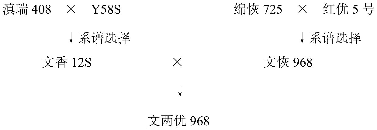 A kind of breeding method of all-fragrant soft rice two-line hybrid rice