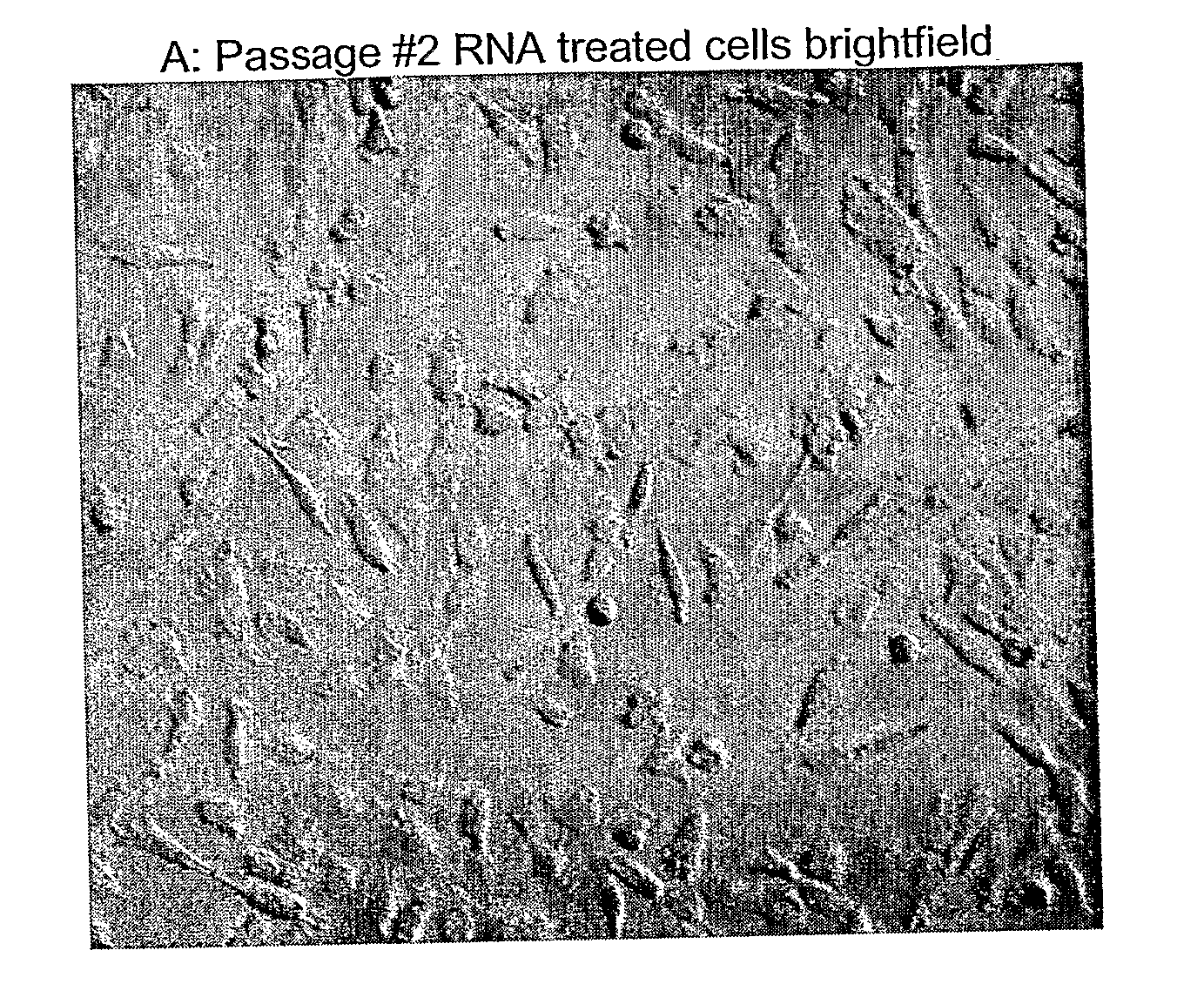 Method Of Genotypically Modifying Cells By Administration Of RNA