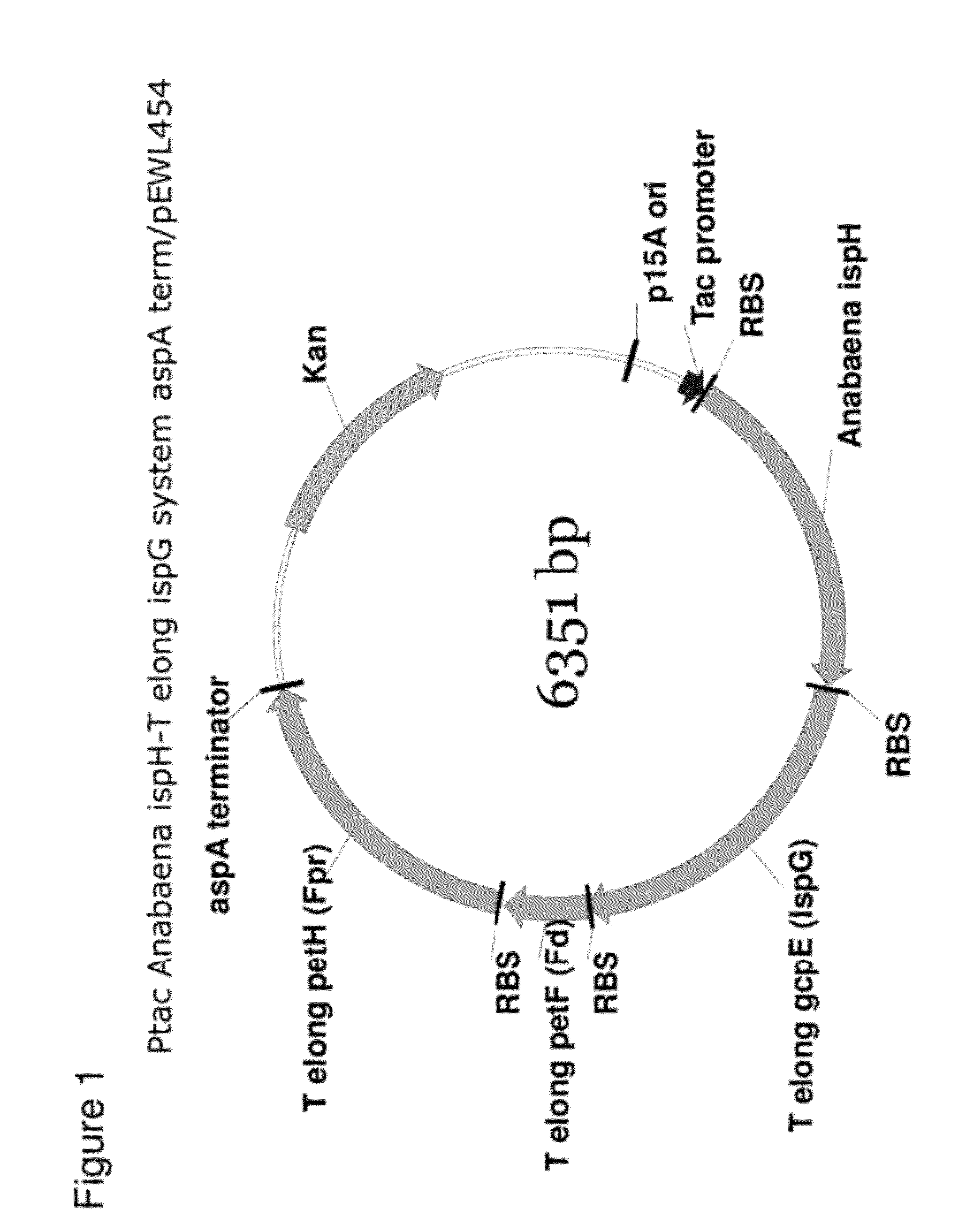 Compositions and methods for improved isoprene production using two types of ispg enzymes