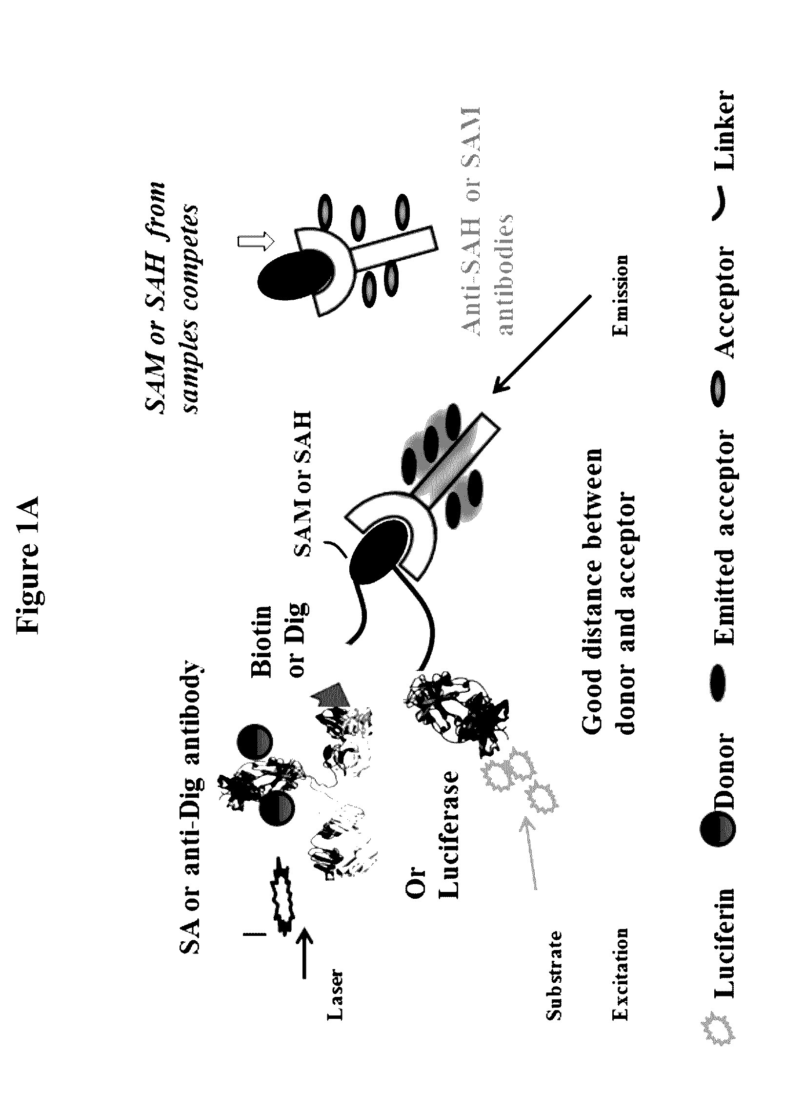 Bioconjugates of heterocyclic compounds