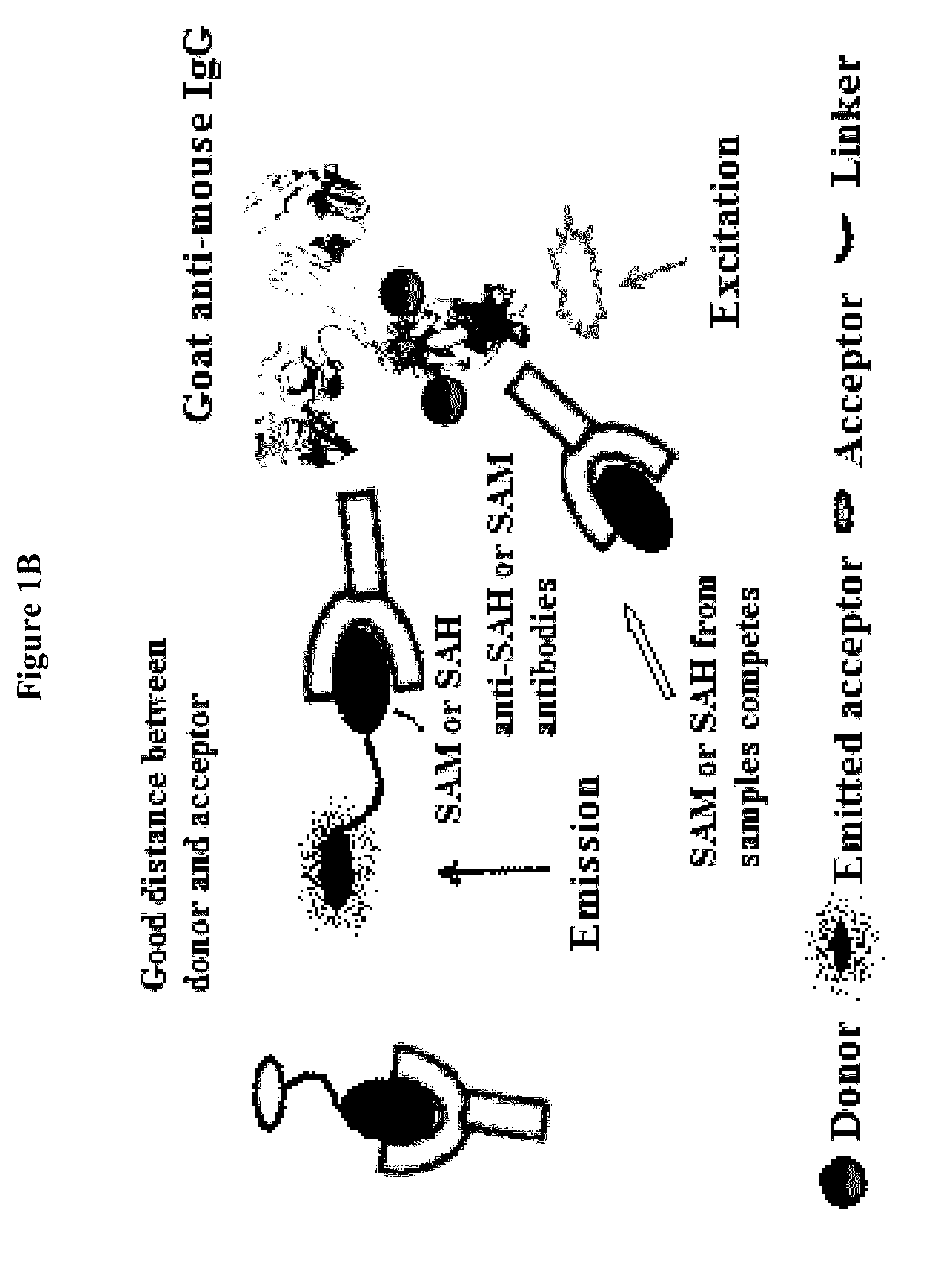 Bioconjugates of heterocyclic compounds