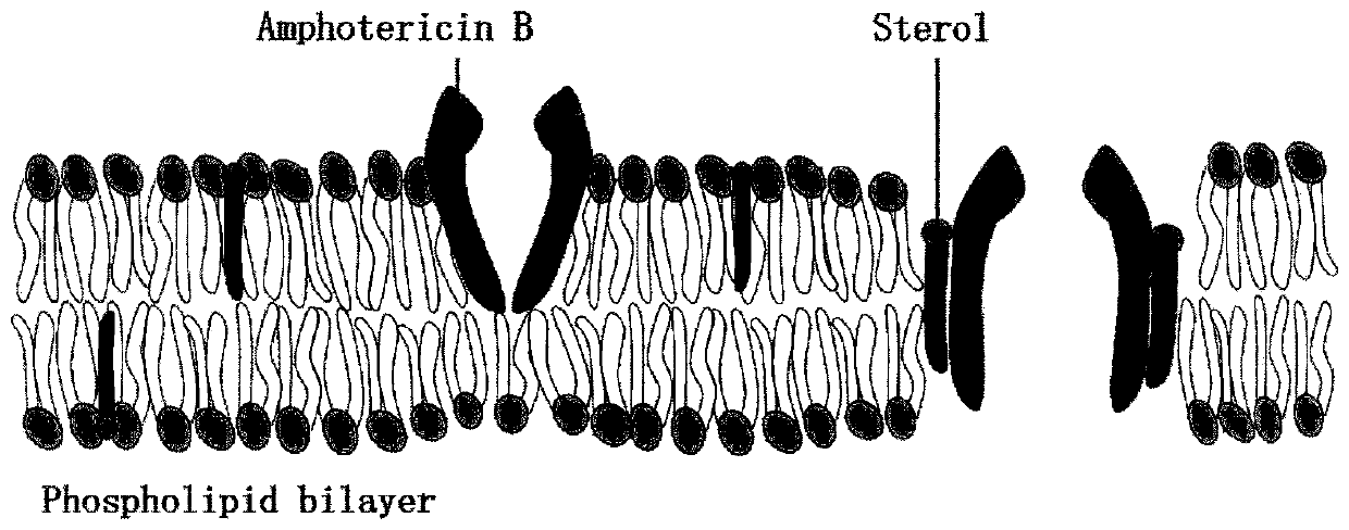 Method for screening high-yield amphotericin B streptomyces nodosus through high-throughput mutagenesis and strain