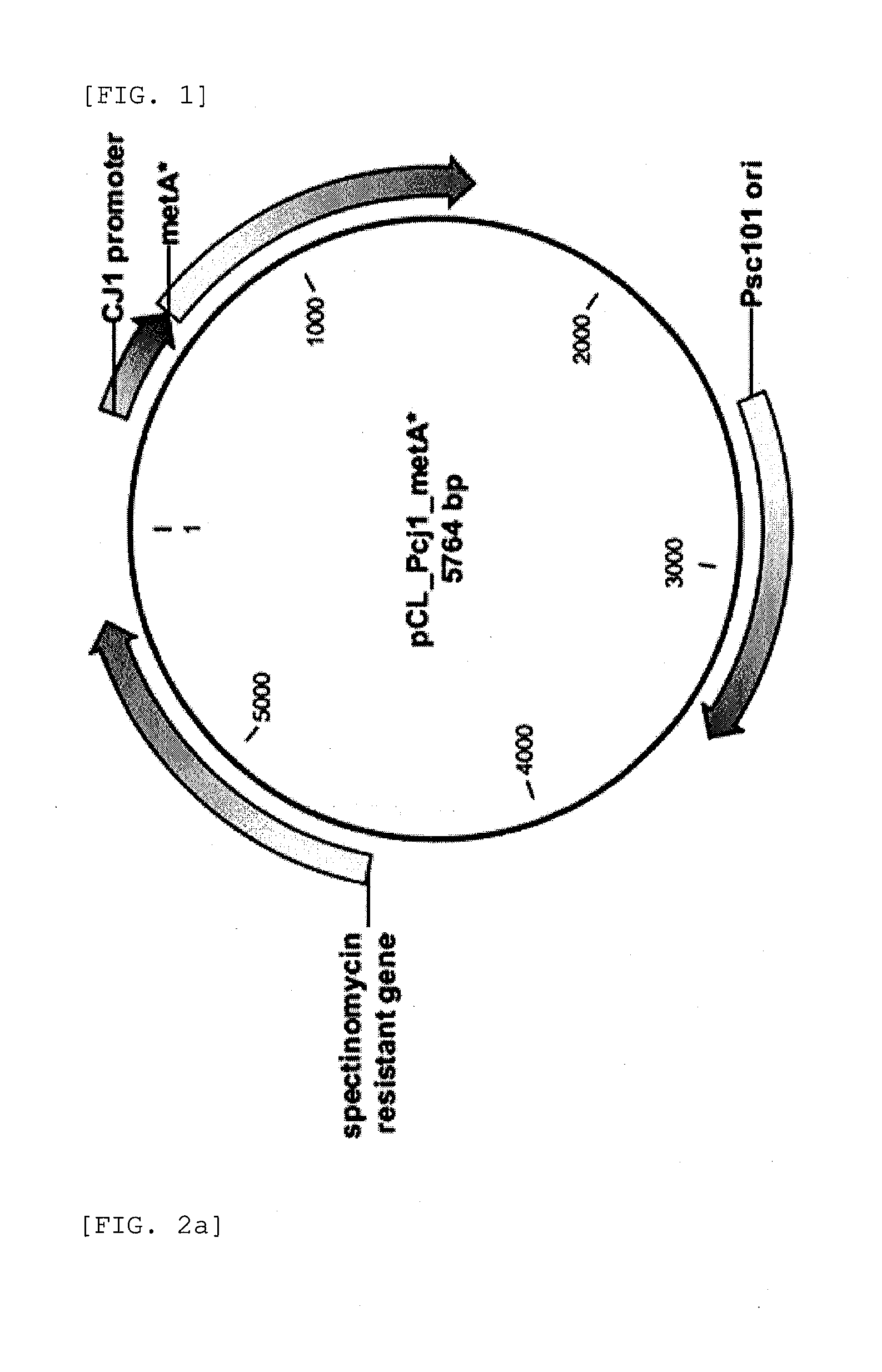 Modified polypeptide having homoserine acetyltransferase activity and microorganism expressing the same