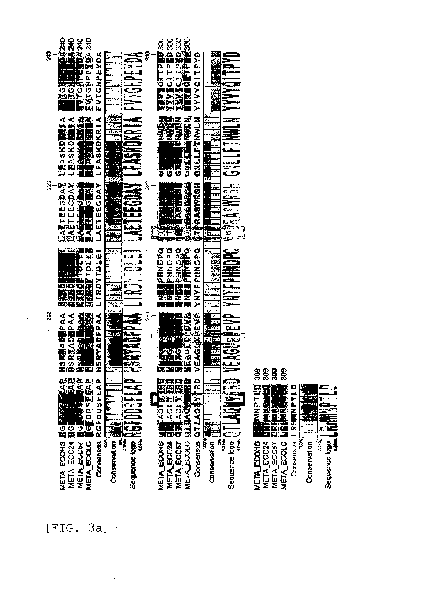 Modified polypeptide having homoserine acetyltransferase activity and microorganism expressing the same